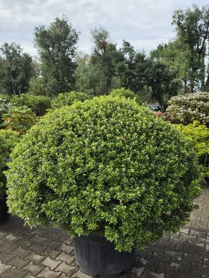 Afbeelding Japanische Azalee KUGELFORM - Rhododendron Azalea Japonica ‘Purple Splendor’