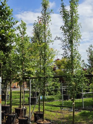 Afbeelding Gouden regen als zuilvorm - Laburnum Yellow Rocket