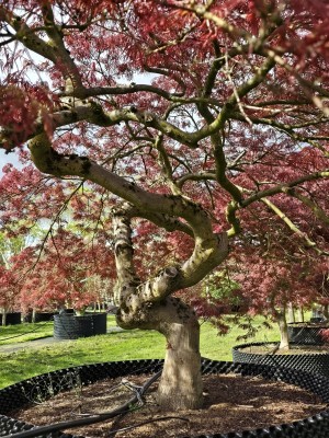 Afbeelding Japanse esdoorn - Acer palmatum 'Garnet'