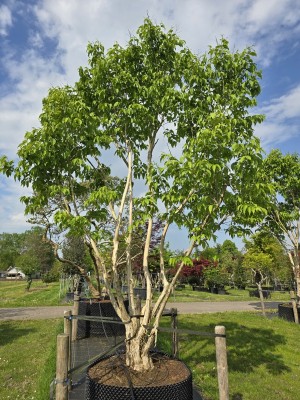 Afbeelding Zevenzonenboom - Heptacodium miconioides