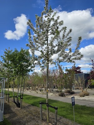 Afbeelding Rode sierappel met witte bloesem - Malus 'Red Sentinel'