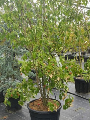 Afbeelding Japanischer Blumen-Hartriegel - Cornus kousa 'Weisse Fontaine'