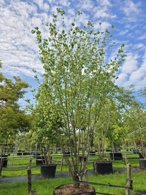 Afbeelding Japanse Grootbloemige kornoelje - Cornus kousa