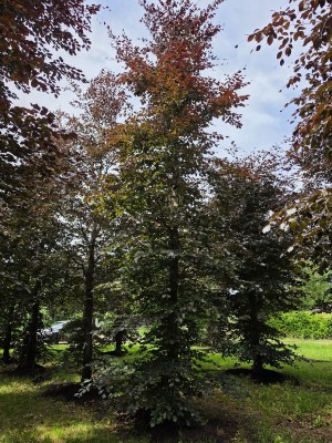 Afbeelding Rode beuk - Fagus sylvatica 'Atropunicea'