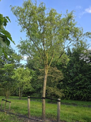 Afbeelding Kronkelwilg - Salix babylonica 'Tortuosa'