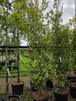 Afbeelding Säulen-Ginkgo - Ginkgo biloba fastigiata 'Blagon'