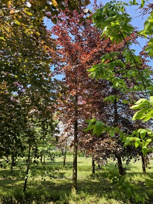 Afbeelding Rode beuk - Fagus sylvatica 'Atropunicea'