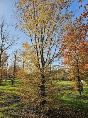 Afbeelding inheems haagbeuk - Carpinus betulus
