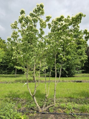 Afbeelding Japanse Grootbloemige Kornoelje - Cornus kousa Chinensis