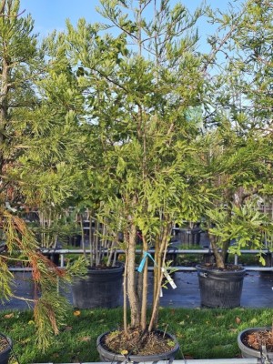 Afbeelding Kustmammoetboom 'Illa Martin' - Sequoia sempervirens 'Illa Martin'