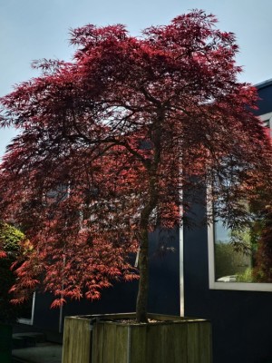 Afbeelding Japanse Esdoorn - Acer palmatum 'Garnet'