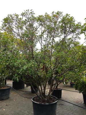 Afbeelding Glanzmispel 'Red Robin' - Photinia fraseri 'Red Robin'