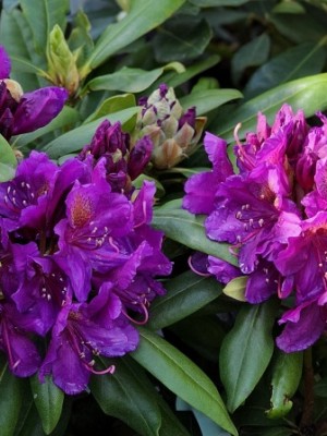 Afbeelding Rododendron met paars-paarse bloei - Rhododendron 'Marcel Menard'