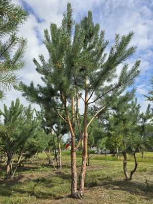Afbeelding Grove den - Pinus sylvestris