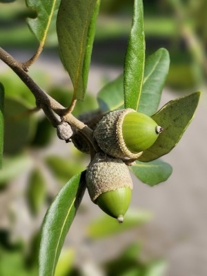 Afbeelding Steeneik - Quercus ilex