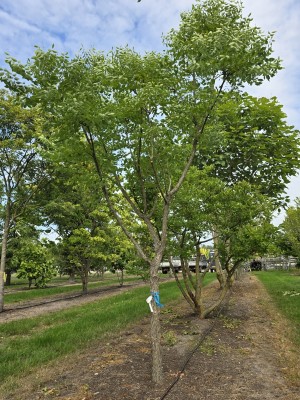 Afbeelding Doodsbeenderenboom - Gymnocladus dioica