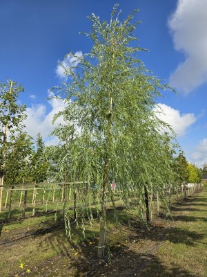 Afbeelding Trauerweide - Salix x sepulcralis 'Chrysocoma'