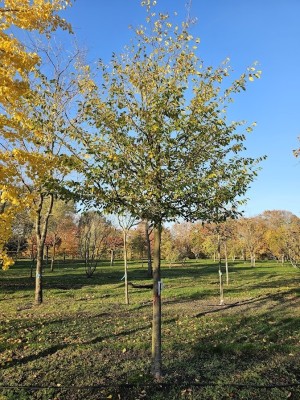 Afbeelding Schijnparrotia - Sycoparrotia semidecidua 'Prins Claus'