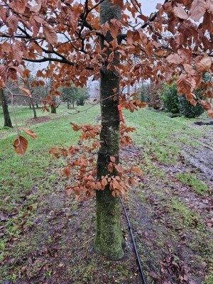 Afbeelding Rode beuk als solitair - Fagus sylvatica 'Atropunicea'