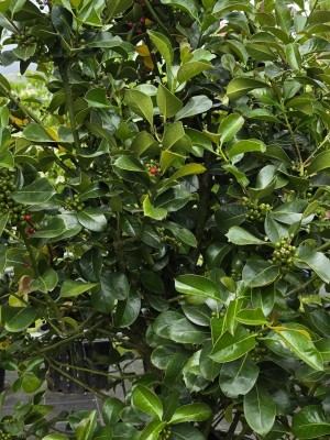 Afbeelding Wintergrüne elegante Stechpalme - Ilex altaclerensis 'Wilsonii'