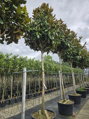 Afbeelding Magnolia grandiflora 'Galissonnière' - Magnolia grandiflora 'Galissonnière'