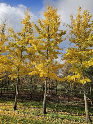 Afbeelding Gingko biloba oder Tempelbaum - Ginkgo biloba