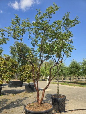 Afbeelding Papieresdoorn - Acer griseum