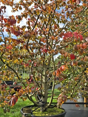 Afbeelding Perzisch IJzerhout als klimboom - Parrotia persica