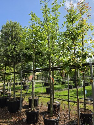 Afbeelding Appel 'Schone van Boskoop' - Malus domestica 'Schone van Boskoop'
