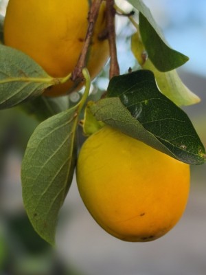 Afbeelding Kaki - Diospyros kaki