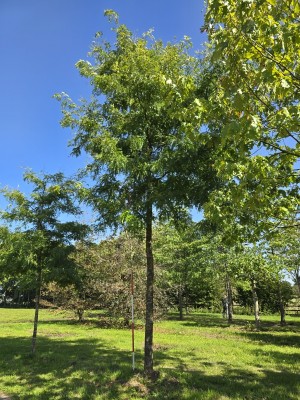 Afbeelding Falscher Christusdorn - Gleditsia triacanthos ‘Sunburst'