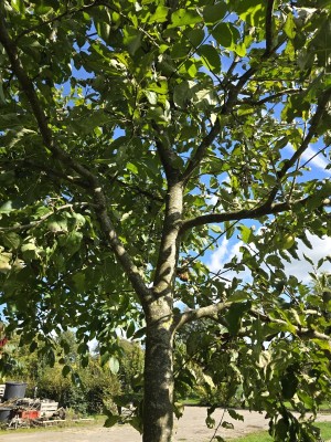 Afbeelding Saftiger Tafelapfel Lombarts - Malus domestica 'Lombarts'