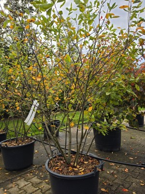 Afbeelding Krentenboom meerstam - Amelanchier lamarckii
