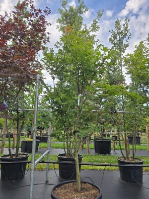 Afbeelding Japanse esdoorn - Acer palmatum 'Osakazuki'