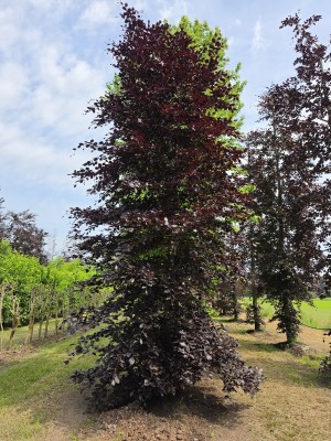 Afbeelding Rode beuk - Fagus sylvatica 'Atropunicea'