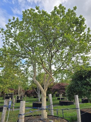 Afbeelding Magnolia 'Susan' - Magnolia 'Susan'