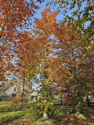 Afbeelding Rode beuk - Fagus sylvatica 'Atropunicea'