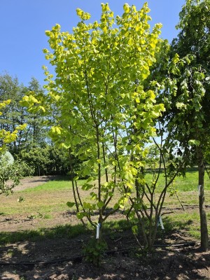 Afbeelding Grootbladige hazelaar - Corylus Avellana 'Aurea'