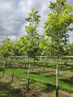 Afbeelding Pecannoot - Carya illinoinensis 'Pawnee'