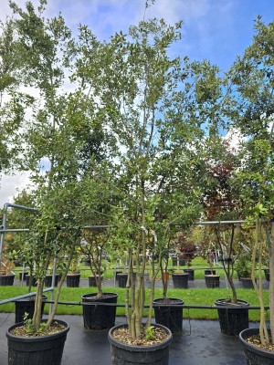 Afbeelding Steineiche - Quercus ilex