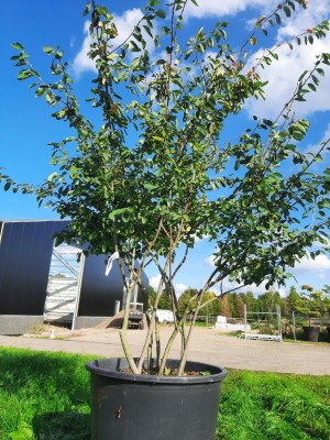 Afbeelding Krentenboom - Amelanchier lamarckii