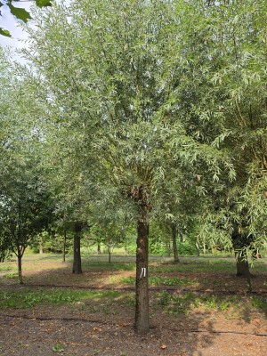 Afbeelding Hollandse knotwilg - Salix Alba