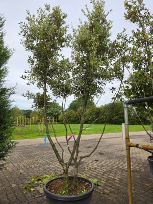 Afbeelding Steeneik meerstam - Quercus ilex