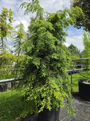 Afbeelding Kanadische Hemlocktanne - Tsuga canadensis