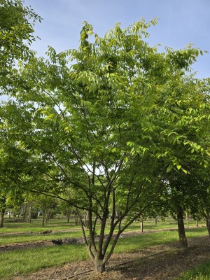 Afbeelding Japanse Zelkova - Zelkova serrata