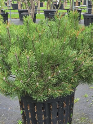 Afbeelding Dwerg Oostenrijkse den 'Nana' - Pinus nigra 'Nana'