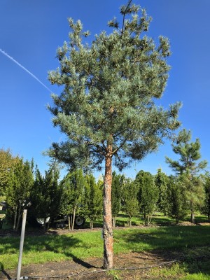 Afbeelding Grove Den, Vliegden - pinus sylvestris 'Glauca'