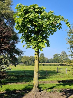 Afbeelding Zilverlinde als natuurlijk parasol - Tilia Tomentosa