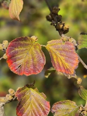 Afbeelding Toverhazelaar met geur en kleur - Hamamelis x intermedia 'Feuerzauber'