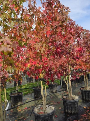 Afbeelding Amberboom - Liquidambar styraciflua